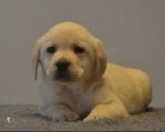 Labrador retriver